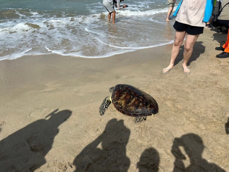 响应世界海龟日 农渔局举办海龟野放活动