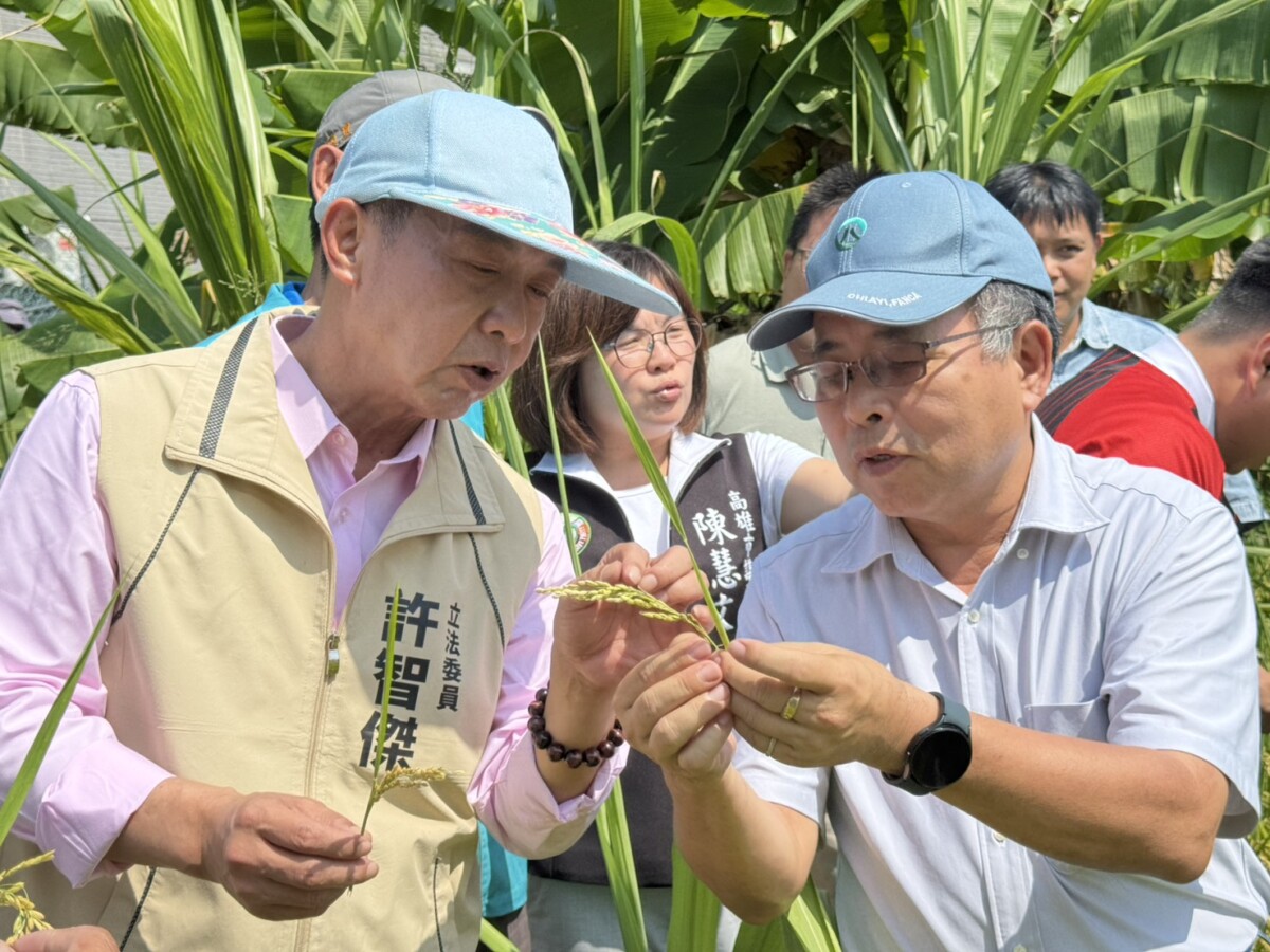 稻米空包倒伏嚴重 立委許智傑親自溝通爭取農損補助