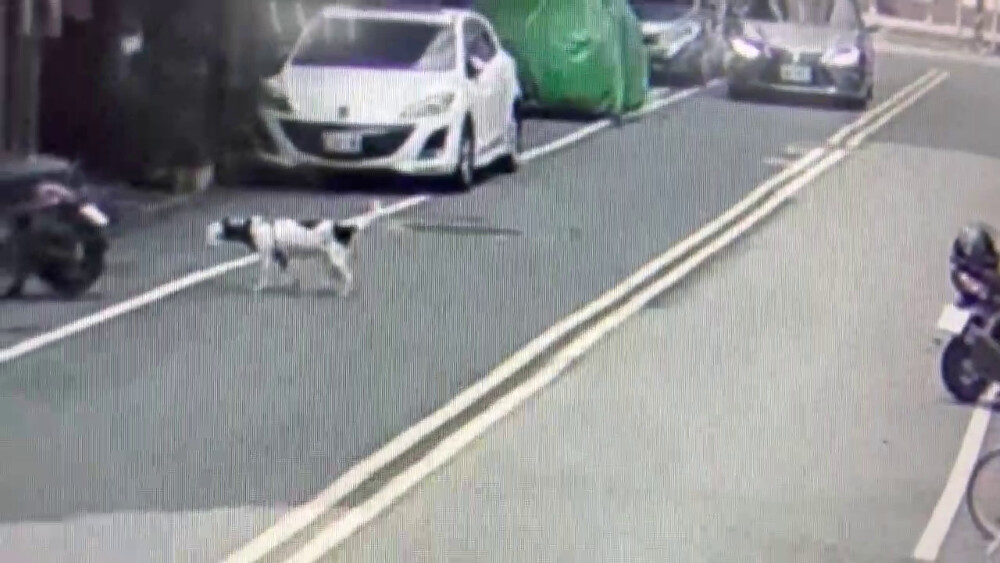 飼犬自套塑膠袋窒息亡 飼主疏於照顧罰1萬5千元